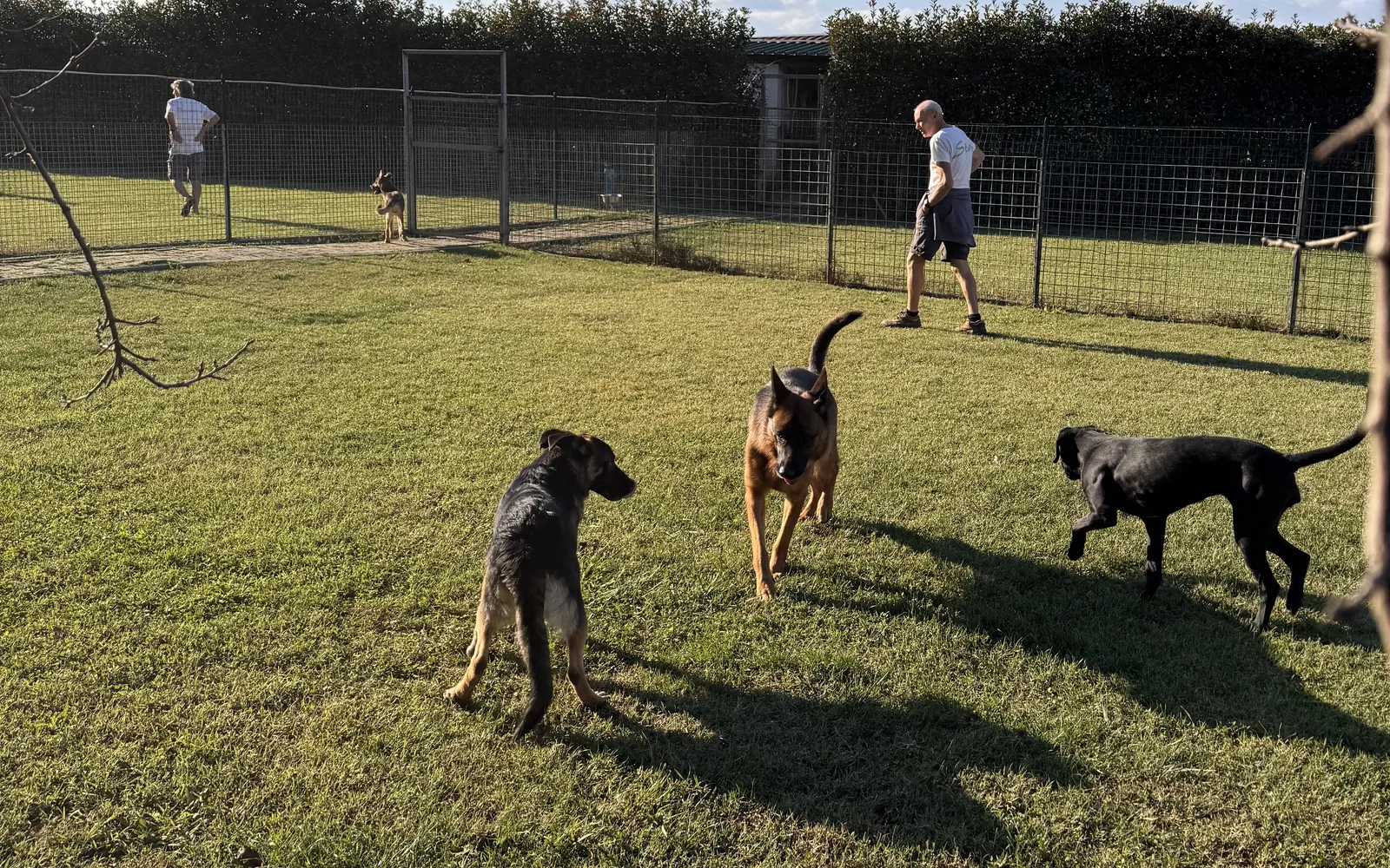 Volontario nel prato recintato dell'Oasi con tre cani liberi di muoversi